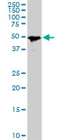 SMAD1 Antibody - SMAD1 monoclonal antibody (M04), clone 2A1. Western blot of SMAD1 expression in PC-12.