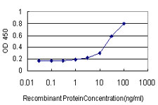 SMAD1 Antibody - Detection limit for recombinant GST tagged SMAD1 is approximately 1 ng/ml as a capture antibody.