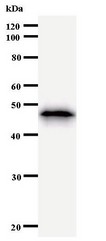SMAD1 Antibody - Western blot of immunized recombinant protein using SMAD1 antibody.