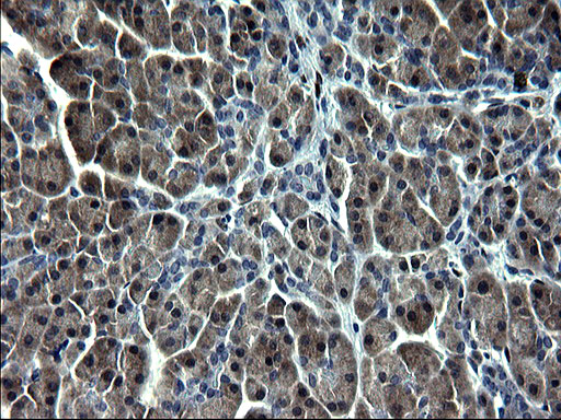 SMAD1 Antibody - IHC of paraffin-embedded Human pancreas tissue using anti-SMAD1 mouse monoclonal antibody. (Heat-induced epitope retrieval by 1 mM EDTA in 10mM Tris, pH8.5, 120°C for 3min).
