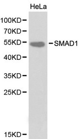 SMAD1 Antibody - Western blot of SMAD1 pAb in extracts from Hela cells.