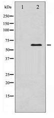 SMAD1 Antibody - Western blot of Smad1 expression in 293 whole cell lysates,The lane on the left is treated with the antigen-specific peptide.