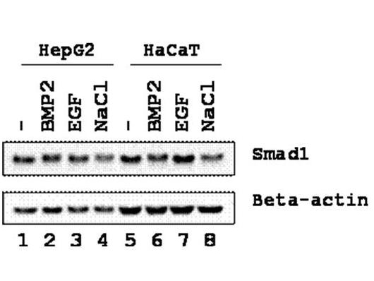 SMAD1 Antibody - Western blot using the Affinity Purified anti-SMAD1 antibody shows detection of endogenous SMAD1 in whole cell lysates from human hepatoma (HEPG2, lanes 1-4) and keratinocyte (HaCaT, lanes 5-8) derived cell lines treated with PBS, BMP2, EGF, or NaCl for 1 h at 37°C before harvest. Each lane contains approximately 15 µg of lysate. Primary antibody was used at a 1:500 dilution in 1% BLOTTO and reacted for 1 hour at room temperature. Anti-beta actin staining was used as a loading control. The membrane was washed and reacted with a 1:3,000 dilution HRP-conjugated a-Rabbit IgG for 1 hour at room temperature. Detection was by ECL.