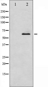 SMAD1 Antibody - Western blot analysis of Smad1 expression in EGF treated COS7 whole cells lysates. The lane on the left is treated with the antigen-specific peptide.