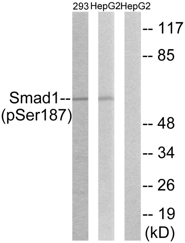 SMAD1 Antibody - Western blot analysis of lysates from 293 cells and HepG2 cells, using Smad1 (Phospho-Ser187) Antibody. The lane on the right is blocked with the phospho peptide.