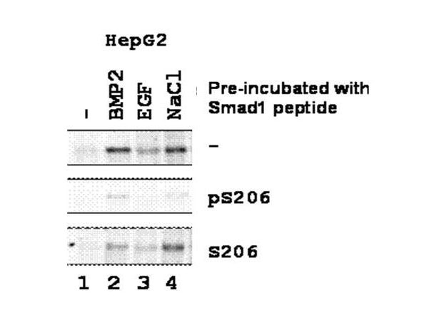 SMAD1 Antibody - Anti-SMAD1 pS206 Antibody - Western Blot. Western blot of Affinity Purified anti-SMAD1 pS206 antibody shows detection of endogenous phosphorylated SMAD1 in whole cell lysates from human hepatoma (HEPG2, lanes 1-4) derived cell lines treated with PBS, BMP2 (5 ng/mL), EGF (1 ng/mL), or NaCl for 1 h at 37?C before harvest. Each lane contains approximately 15 ug of lysate. Primary antibody was used at a 1:500 dilution in 1% BLOTTO (B501-0500) and reacted for 1 hour at room temperature. Primary antibody was pre-incubated before reacting with blot as follows: top row - with PBS, middle row - with the immunizing phosphorylated peptide and bottom row - with control or non-phosphorylated peptide. The membrane was washed and reacted with a 1:3000 dilution HRP-conjugated a-Rabbit IgG (p/n LS-C60865) for 1 hour at room temperature. Detection was by ECL. Personal communication, Xin-Hua Feng, Baylor College of Medicine, Houston, TX.