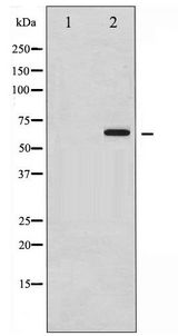 SMAD1 Antibody - Western blot of Smad1 phosphorylation expression in Serum treated HeLa whole cell lysates,The lane on the left is treated with the antigen-specific peptide.