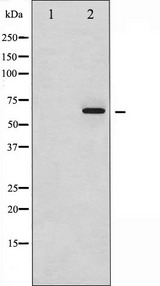 SMAD1 Antibody - Western blot analysis of Smad1 phosphorylation expression in Serum treated HeLa whole cells lysates. The lane on the left is treated with the antigen-specific peptide.