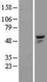 SMAD1 Protein - Western validation with an anti-DDK antibody * L: Control HEK293 lysate R: Over-expression lysate