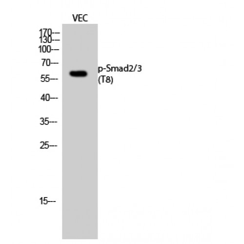 SMAD2+3 Antibody - Western blot of Phospho-Smad2/3 (T8) antibody