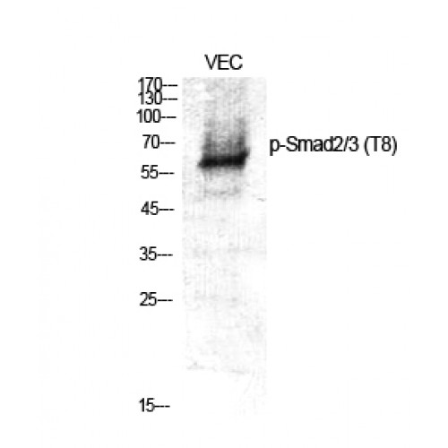 SMAD2+3 Antibody - Western blot of Phospho-Smad2/3 (T8) antibody