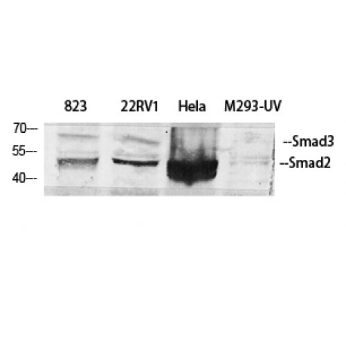 SMAD2+3 Antibody - Western blot of Smad2/3 antibody
