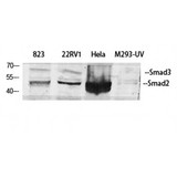 SMAD2+3 Antibody - Western blot of Smad2/3 antibody