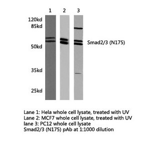 SMAD2+3 Antibody - Western blot of Smad2/3 (N175) pAb in extracts from HeLa, MCF7, PC12 and SP20 cells.