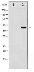 SMAD2+3 Antibody - Western blot of Smad2/3 expression in UV treated COS7 whole cell lysates,The lane on the left is treated with the antigen-specific peptide.