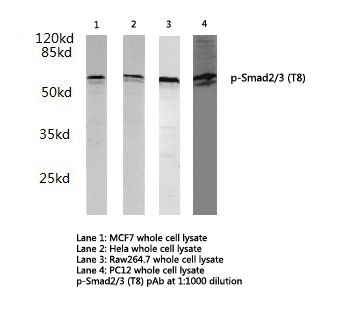 SMAD2+3 Antibody - Western blot of p-Smad2/3 (T8) pAb in extracts from MCF7, HeLa, Raw264.7 and PC12 cells.