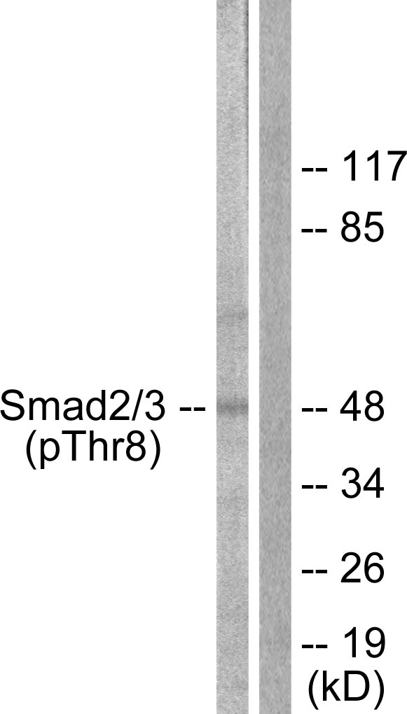 SMAD2+3 Antibody - Western blot analysis of lysates from RAW264.7 cells, using Smad2/3 (Phospho-Thr8) Antibody. The lane on the right is blocked with the phospho peptide.