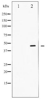 SMAD2+3 Antibody - Western blot of Smad2/3 phosphorylation expression in RAW264.7 whole cell lysates,The lane on the left is treated with the antigen-specific peptide.