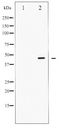 SMAD2+3 Antibody - Western blot of Smad2/3 phosphorylation expression in RAW264.7 whole cell lysates,The lane on the left is treated with the antigen-specific peptide.