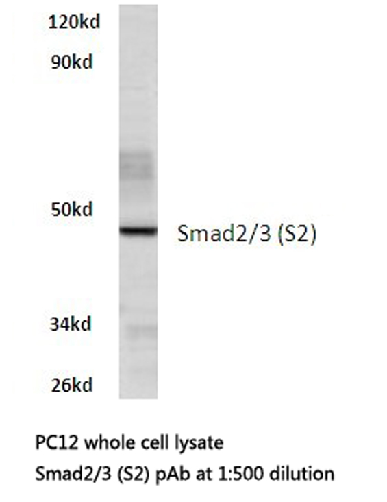 SMAD2+3 Antibody - Western blot of Smad2/3 (S2) pAb in extracts from PC12 cells.
