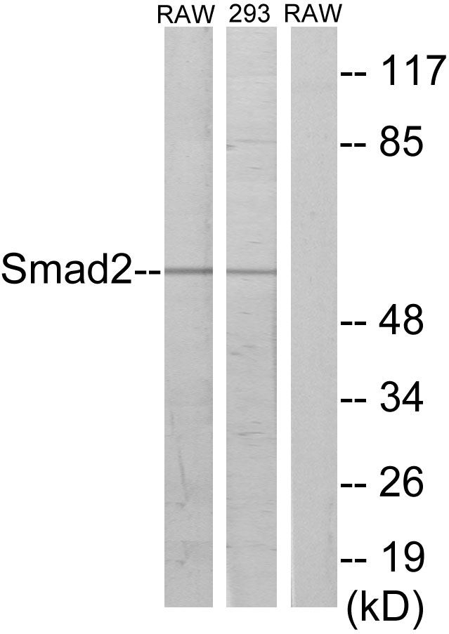 SMAD2 Antibody - Western blot analysis of lysates from RAW264.7 and 293 cells, using Smad2 Antibody. The lane on the right is blocked with the synthesized peptide.