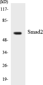 SMAD2 Antibody - Western blot analysis of the lysates from HeLa cells using Smad2 antibody.