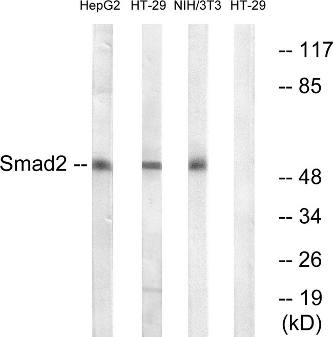 SMAD2 Antibody - Western blot analysis of lysates from HT-29, NIH/3T3, and HepG2 cells, using Smad2 Antibody. The lane on the right is blocked with the synthesized peptide.