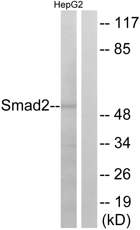 SMAD2 Antibody - Western blot analysis of lysates from HepG2 cells, using Smad2 Antibody. The lane on the right is blocked with the synthesized peptide.