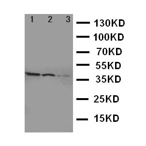 SMAD2 Antibody - WB of SMAD2 antibody. Recombinant Protein Detection Source:. E.coli derived -recombinant human SHC1, 35.0KD. (162aa tag+D424-P578). Lane 1: Recombinant Human SHC1 Proteins 10ng. Lane 2: Recombinant Human SHC1 Proteins 5ng. Lane 3: Recombinant Human SHC1 Proteins 2.5ng.