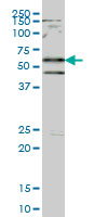SMAD2 Antibody - SMAD2 monoclonal antibody (M01), clone 4D10 Western blot of SMAD2 expression in HeLa NE.