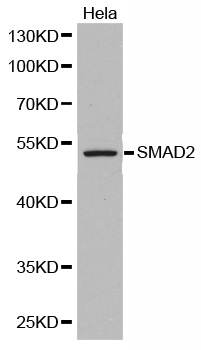 SMAD2 Antibody - Western blot analysis of extracts of HeLa cells, using SMAD2 antibody. The secondary antibody used was an HRP Goat Anti-Rabbit IgG (H+L) at 1:10000 dilution. Lysates were loaded 25ug per lane and 3% nonfat dry milk in TBST was used for blocking.