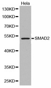 SMAD2 Antibody - Western blot analysis of extracts of HeLa cells, using SMAD2 antibody. The secondary antibody used was an HRP Goat Anti-Rabbit IgG (H+L) at 1:10000 dilution. Lysates were loaded 25ug per lane and 3% nonfat dry milk in TBST was used for blocking.