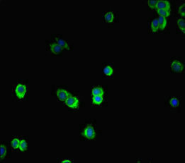 SMAD2 Antibody - Immunofluorescent analysis of HepG-2 cells diluted at 1:100 and Alexa Fluor 488-congugated AffiniPure Goat Anti-Rabbit IgG(H+L)