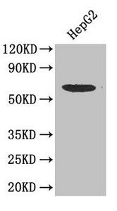 SMAD2 Antibody - Western Blot Positive WB detected in: hepG2 cell All Lanes: SMAD2 antibody at 3ug/ml Secondary Goat polyclonal to rabbit IgG at 1/50000 dilution Predicted band size: 53,49 kDa Observed band size: 52 kDa