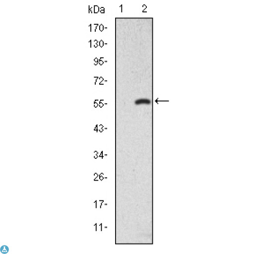 SMAD2 Antibody - Western Blot (WB) analysis using Smad2 Monoclonal Antibody against HEK293 (1) and SMAD2-hIgGFc transfected HEK293 (2) cell lysate.