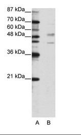 SMAD2 Antibody - A: Marker, B: HepG2 Cell Lysate.  This image was taken for the unconjugated form of this product. Other forms have not been tested.