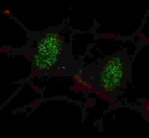 SMAD2 Antibody - Fluorescent confocal image of SY5Y cells stained with SMAD2 antibody. SY5Y cells were fixed with 4% PFA (20 min), permeabilized with Triton X-100 (0.2%, 30 min). Cells were then incubated SMAD2 primary antibody (1:100, 2 h at room temperature). For secondary antibody, Alexa Fluor 488 conjugated donkey anti-rabbit antibody (green) was used (1:1000, 1h). Nuclei were counterstained with Hoechst 33342 (blue) (10 ug/ml, 5 min). Note the highly specific localization of the SMAD2 mainly to the nucleus.