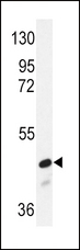 SMAD2 Antibody - Western blot of SMAD2 Antibody in NIH-3T3 cell line lysates (35 ug/lane). SMAD2 (arrow) was detected using the purified antibody.