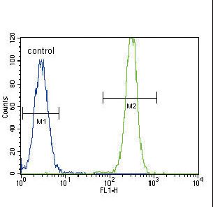 SMAD2 Antibody - SMAD2 Antibody flow cytometry of HeLa cells (right histogram) compared to a negative control cell (left histogram). FITC-conjugated goat-anti-rabbit secondary antibodies were used for the analysis.