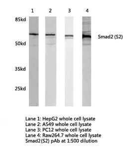 SMAD2 Antibody - Western blot of Smad2 (S2) pAb in extracts from HepG2, A549, PC12 and Raw264.7 cells.