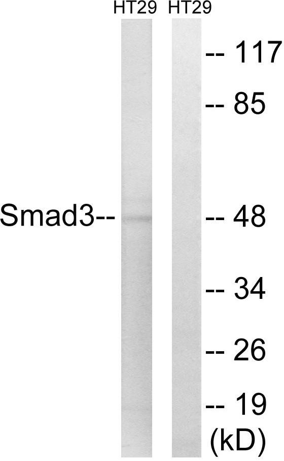 SMAD3 Antibody - Western blot analysis of lysates from HT-29 cells, using Smad3 Antibody. The lane on the right is blocked with the synthesized peptide.