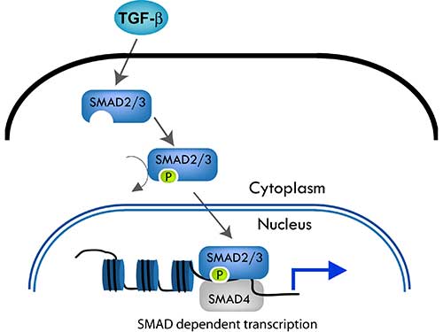 SMAD3 Antibody - Rabbit anti-SMAD antibody follows the canonical TGF-ß signaling pathway. TGF-ß dimers bind to a receptor thereby activating the pathway. The type I receptor then recruits and phosphorylates a receptor regulated SMAD (R-SMAD).i.e. SMAD2 or SMAD3. The R- SMAD then binds to the common SMAD (coSMAD) i.e. SMAD4, and forms a heterodimeric complex. This complex then enters the cell nucleus and acts as a transcription factor.