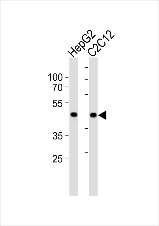SMAD3 Antibody - SMAD3 Antibody (S208) western blot of HepG2 and mouse C2C12 cell line lysates (35 ug/lane). The SMAD3 antibody detected the SMAD3 protein (arrow).