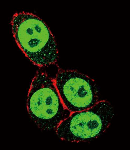 SMAD3 Antibody - Confocal immunofluorescence of SMAD3-S208 Antibody with HeLa cell followed by Alexa Fluor 488-conjugated goat anti-rabbit lgG (green). Actin filaments have been labeled with Alexa Fluor 555 phalloidin (red).