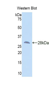 SMAD3 Antibody - Western blot of recombinant SMAD3.  This image was taken for the unconjugated form of this product. Other forms have not been tested.