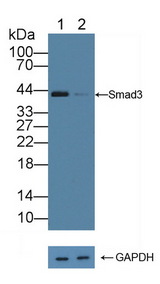 SMAD3 Antibody - Knockout Varification: Lane 1: Wild-type PC3 cell lysate; Lane 2: Smad3 knockout PC3 cell lysate; Predicted MW: 26,36,43,48kd Observed MW: 43kd Primary Ab: 1µg/ml Rabbit Anti-Human Smad3 Antibody Second Ab: 0.2µg/mL HRP-Linked Caprine Anti-Rabbit IgG Polyclonal Antibody