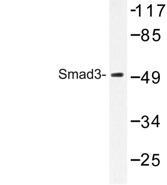 SMAD3 Antibody - Western blot of Smad3 (N175) pAb in extracts from HeLa cell.