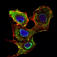 SMAD3 Antibody - Immunofluorescence of NIH/3T3 cells using SMAD3 mouse monoclonal antibody (green). Blue: DRAQ5 fluorescent DNA dye. Red: Actin filaments have been labeled with Alexa Fluor-555 phalloidin.