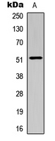 SMAD3 Antibody - Western blot analysis of SMAD3 expression in HeLa (A) whole cell lysates.