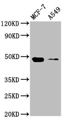 SMAD3 Antibody - Western Blot Positive WB detected in: MCF-7 whole cell lysate, A549 whole cell lysate All lanes: SMAD3 antibody at 4µg/ml Secondary Goat polyclonal to rabbit IgG at 1/50000 dilution Predicted band size: 49 kDa Observed band size: 49 kDa
